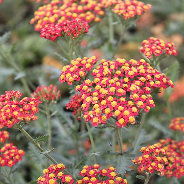 Achillea 'Walter Funke' Gyllenröllika