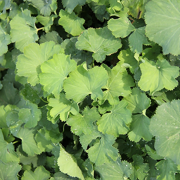 Alchemilla epipsila Liten praktdaggkåpa