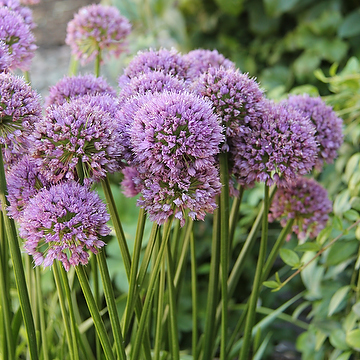Allium 'Millenium' NY Trädgårdskantlök