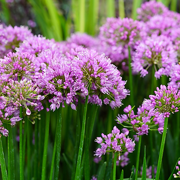 Allium 'Serendipity' 2L NY Prydnadslök