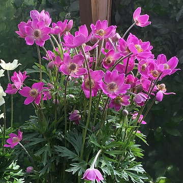 Anemone x lesseri SPRING BEAUTY PINK 'Anem078' NY Röd flikanemon