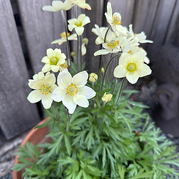 Anemone x lesseri SPRING BEAUTY WHITE 'Anem079' NY Röd flikanemon