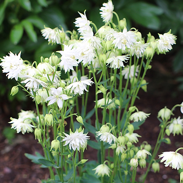 Aquilegia vulgaris stellata Barlow-ser. 'White Barlow' Akleja