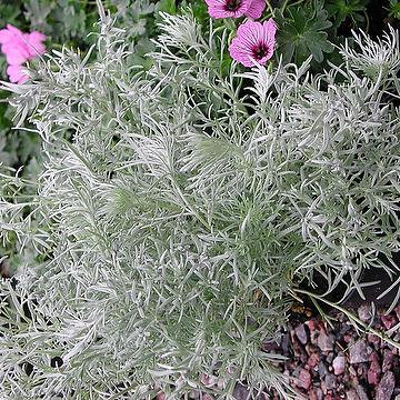 Artemisia schmidtiana 'Nana' Krypmalört
