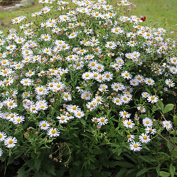 Aster incisus 'Madiva' Fjäderaster