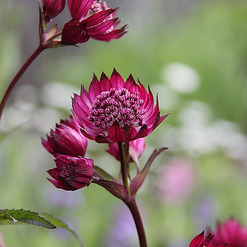 Astrantia major 'Burgundy Manor' Stjärnflocka