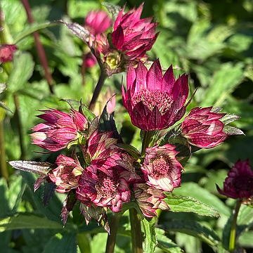 Astrantia major 'Magical Red' NY Stjärnflocka