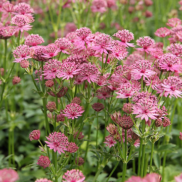 Astrantia major 'Roma' Stjärnflocka