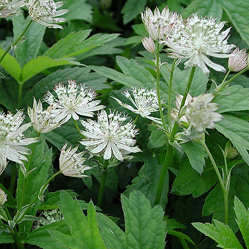 Astrantia major 'Star of Billion' Stjärnflocka