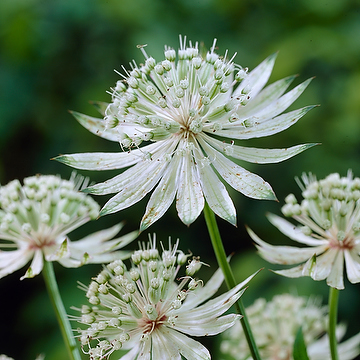 Astrantia major ssp. involucrata 'Shaggy' NY Svepestjärnflocka