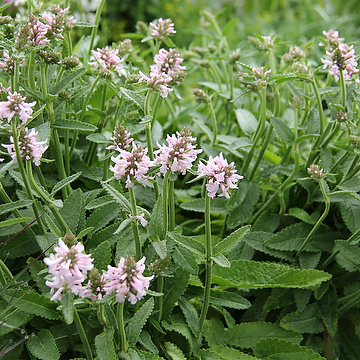 Betonica officinalis 'Summer Sweets' Humlesuga