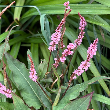 Bistorta amplexicaulis 'Pink Elephant' NY Blodormrot