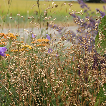 Briza media Darrgräs