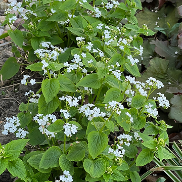 Brunnera macrophylla 'Betty Bowring' Kaukasisk förgätmigej