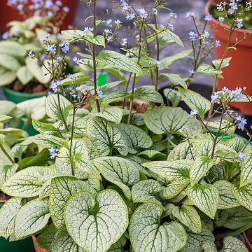 Brunnera macrophylla LITTLE HEART NY Kaukasisk förgätmigej
