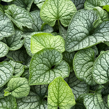 Brunnera macrophylla 'Mr Morse' Kaukasisk förgätmigej