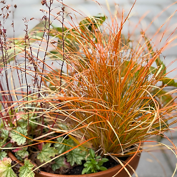Carex testacea 'Prairie Fire' NY Brandstarr