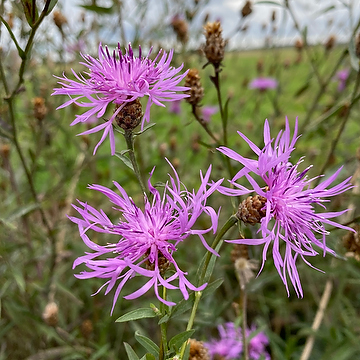Centaurea jacea Rödklint