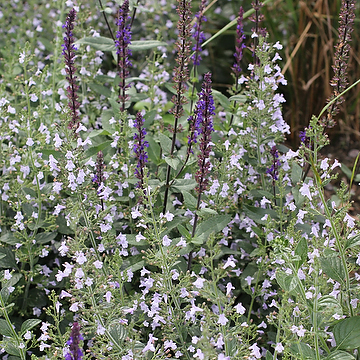 Clinopodium nepeta Stenkyndel