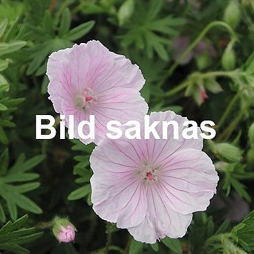 Clinopodium nepeta 'White Cloud' NY Stenkyndel