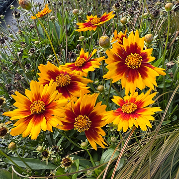 Coreopsis grandiflora Solar-Serien SOLAR JEWEL 'Mvnc1902' NY Flicköga