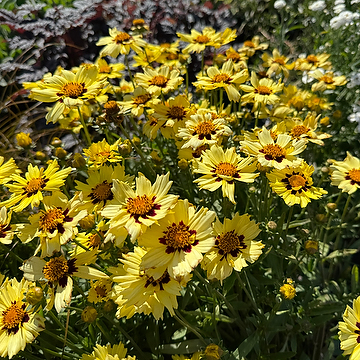 Coreopsis grandiflora Solar-Serien SOLAR MOON 'Mvnc1906' NY Flicköga