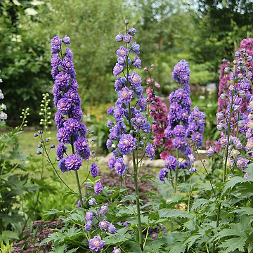 Delphinium Elatum-Gr. HIGHLANDER BOLERO 'Coadelbo' 2L Trädgårdsriddarsporre
