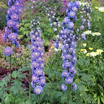 Delphinium Elatum-Gr. HIGHLANDER BOLERO 'Coadelbo' NY Trädgårdsriddarsporre