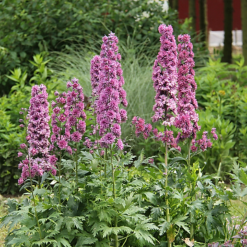 Delphinium Elatum-Gr. HIGHLANDER FLAMENCO 'Coadelfla' NY Trädgårdsriddarsporre