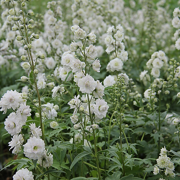 Delphinium Elatum-Gr. HIGHLANDER SAMBA 2L Trädgårdsriddarsporre