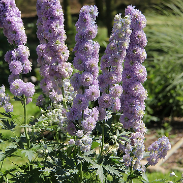 Delphinium Elatum-Gr. 'Moon Light' 2L Trädgårdsriddarsporre