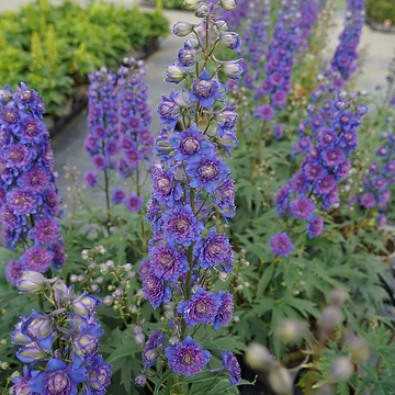 Delphinium Elatum-Gr. 'Sweet Sensation' 2L Trädgårdsriddarsporre