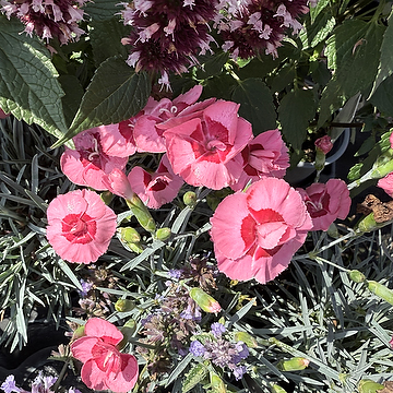 Dianthus Plumarius-Gr. 'Angel of Hope NY Fjädernejlika