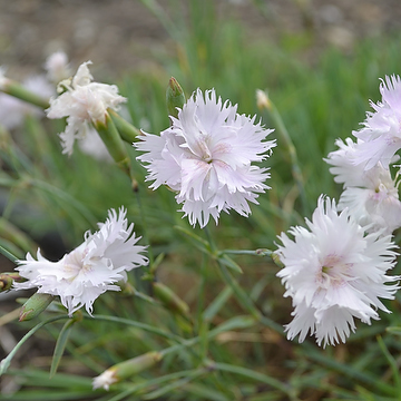 Dianthus Plumarius-Gr. 'Frösön' GK Fjädernejlika