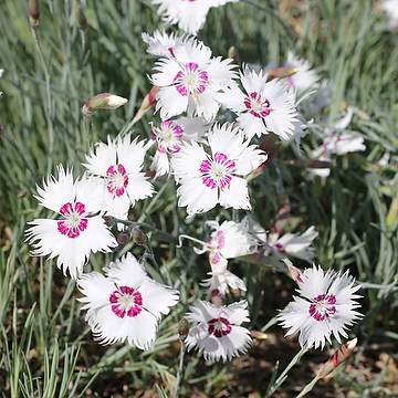 Dianthus Plumarius-Gr. 'Marieberg' GK Fjädernejlika
