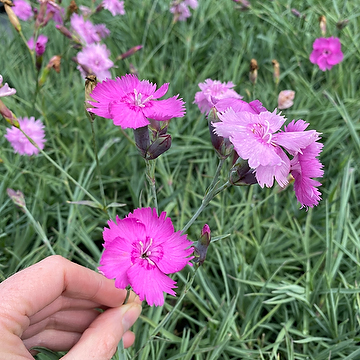 Dianthus Plumarius-Gr. 'Timmermannens Rosa' GK Fjädernejlika