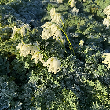 Dicentra Rokujo-Gr. 'White Diamonds' NY Fänrikshjärta