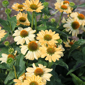Echinacea 'Aloha' Solhatt