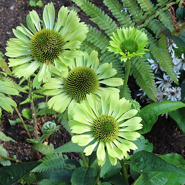 Echinacea 'Green Jewel' Solhatt