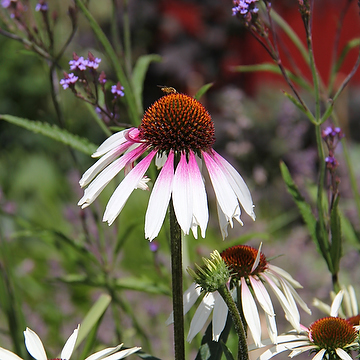 Echinacea PRETTY PARASOLS 'JS Engeltje' NY Solhatt