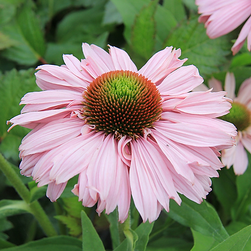 Echinacea SUNSEEKERS BLUSH 2L Solhatt