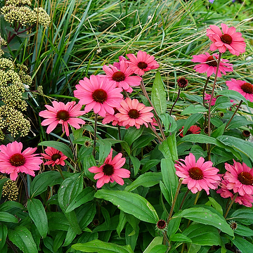 Echinacea SUNSEEKERS CARMINE 'Ifecsscar' Solhatt