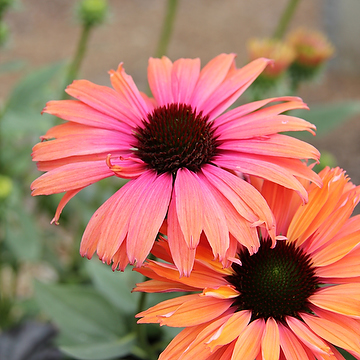 Echinacea SUNSEEKERS RAINBOW 'IFECSSRA' NY Solhatt