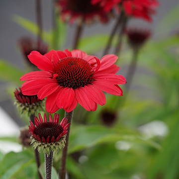 Echinacea 'Sunseekers Red' 2L Solhatt