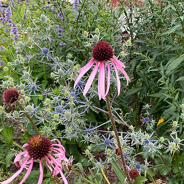 Echinacea pallida Läkerudbeckia