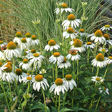 Echinacea purpurea 'Alba' Solhatt