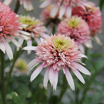 Echinacea purpurea CHERRY FLUFF 'Echcher298' Solhatt