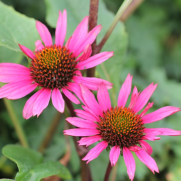 Echinacea purpurea 'Fatal Attraction' Solhatt