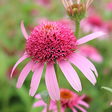 Echinacea purpurea 'Pink Double Delight' Solhatt