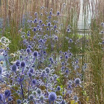 Eryngium planum Rysk martorn